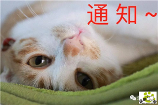 流浪猫免费绝育2月暂停预约，请提前申请和安排使用