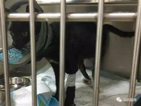 已完成-2017（24）请帮帮骨折重伤的小黑猫luna
