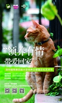 12月19日深圳猫网大型活动义工及待领养猫咪召集开始了！