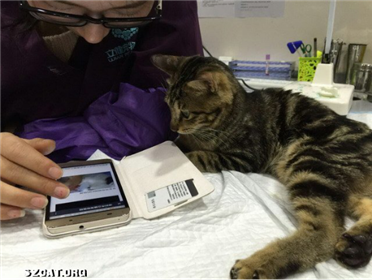 定向募捐：2015(10)瘫痪猫来福，总募捐额：3000元（已完成）