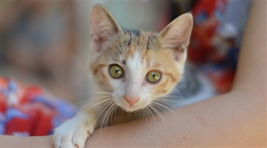 第44届人猫面对面领养日活动将于7月31日在趣致红荔分院举行