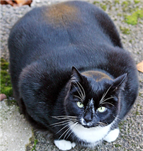 您知道肥猫容易得糖尿病吗？猫糖尿病您了解多少 ？