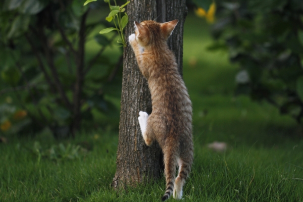 猫到底会不会爬树呢