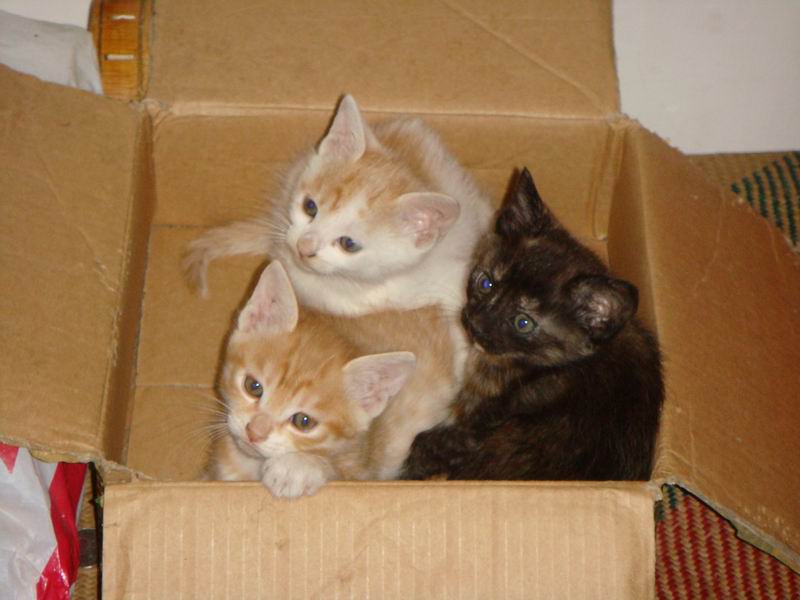 三只满月小猫待领养-流浪猫领养中心-中国动物
